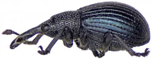 Perapion affine